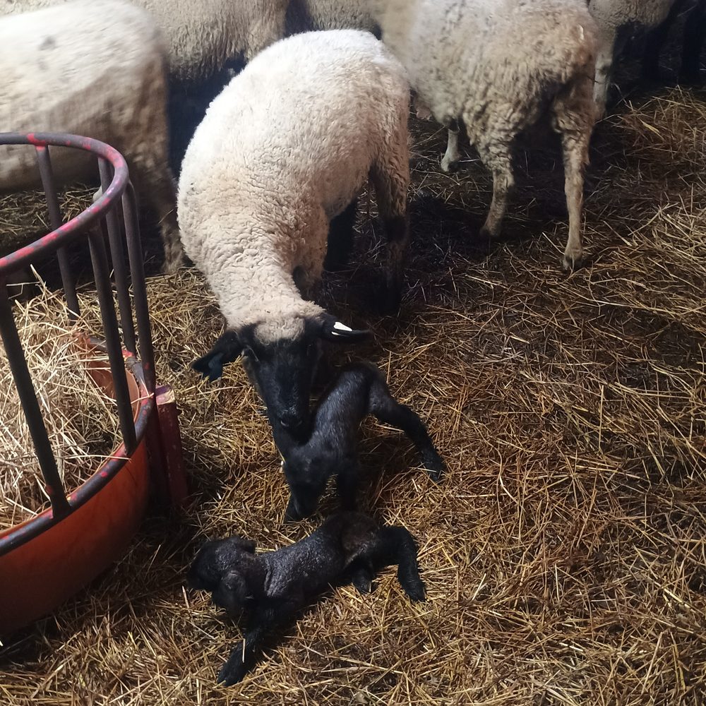 Blackface cross ewe with black lambs