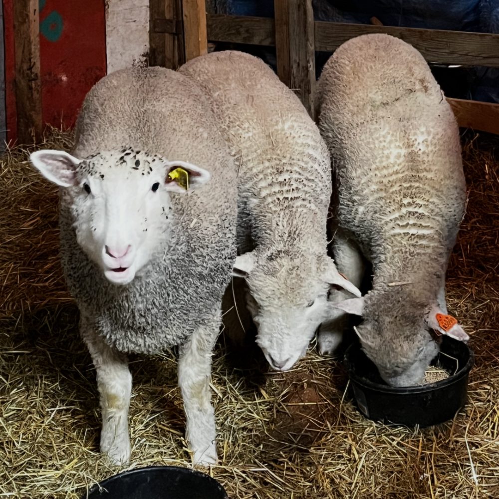 Polled Dorset sheep at the feeder
