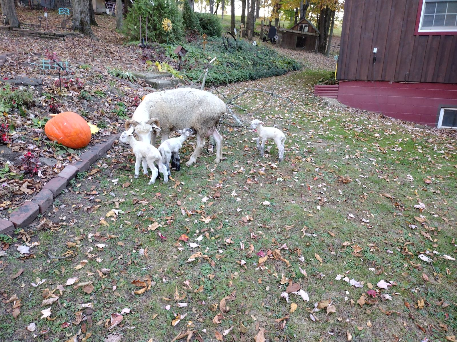 Ewe and lambs on the lawn by the farmhouse in October