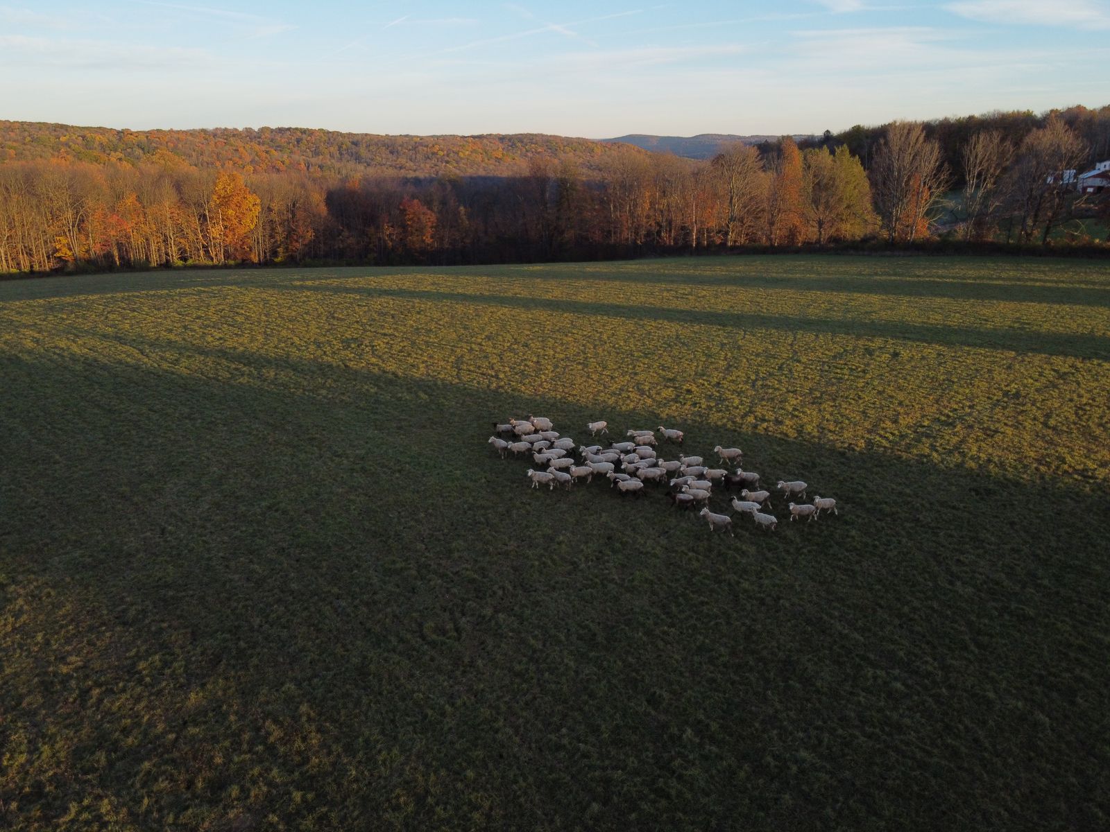 Aerial view of the flock in a pasture with fall trees