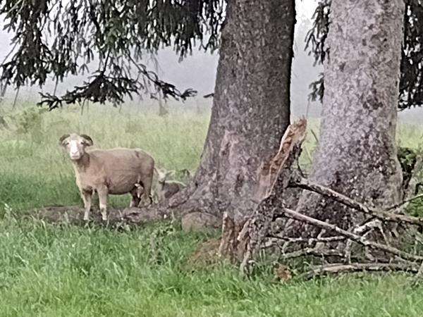 Sheep under the spruces
