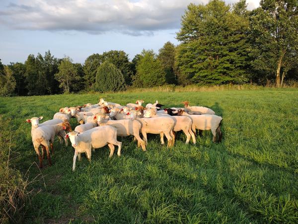 Lambs grazing in summer