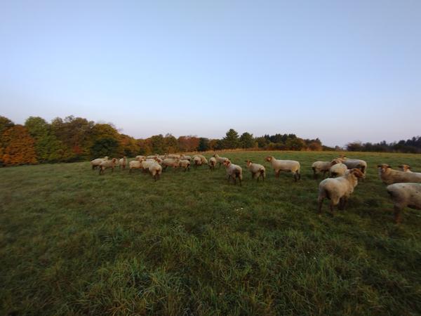 Flock grazing a long pasture at dusk