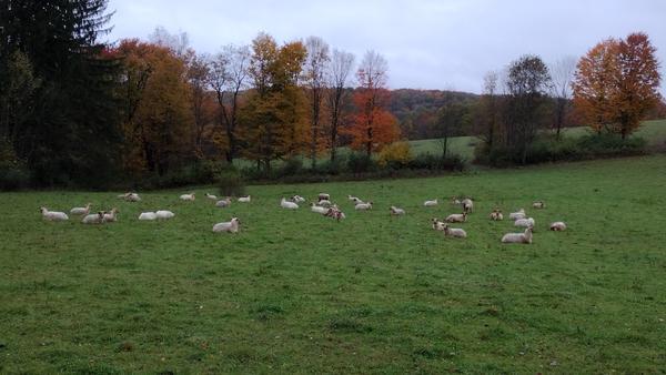 Flock spread across a pasture with autumn trees behind