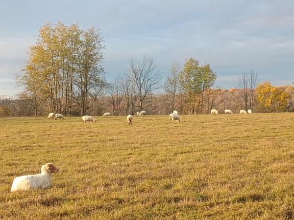 Sheep resting and grazing on a golden pasture