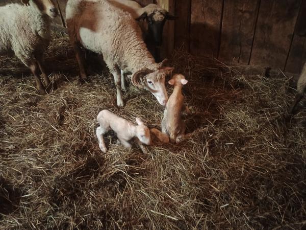 Ewe with two young lambs in a straw pen