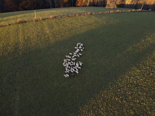 Aerial view of the flock moving in a line across the pasture